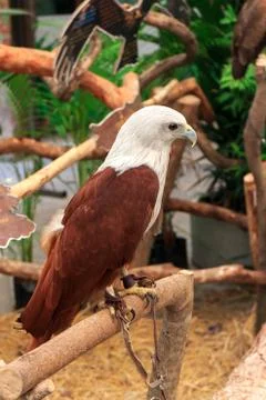 Brahminy kite Stock Photos