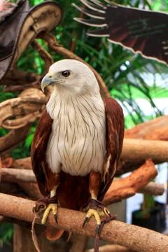 Brahminy kite Stock Photos