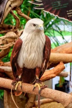 Brahminy kite Stock Photos