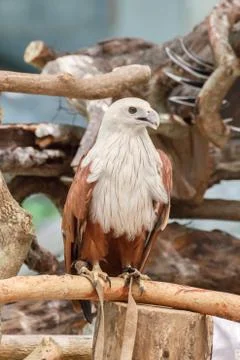 Brahminy kite 库存照片