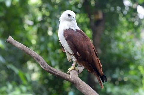 Brahminy kite Stock Photos