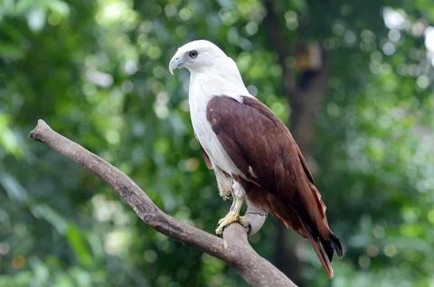 Brahminy kite Stock Photos