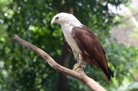 Brahminy kite Stock Photos