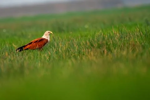 Brahminy Kite Stock Photos