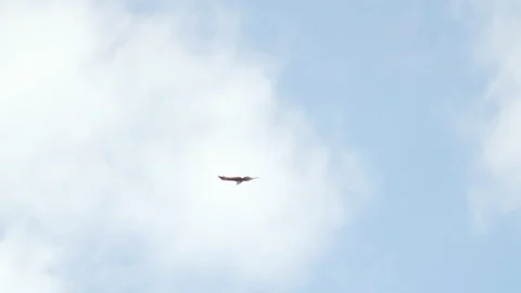 Brahminy Kite Soaring In Sky Stock Footage 195224333