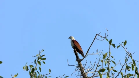 Brahminy kite on a tree Stock Footage 172291238