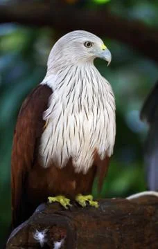 Brahminy kite in the wild Stock Photos