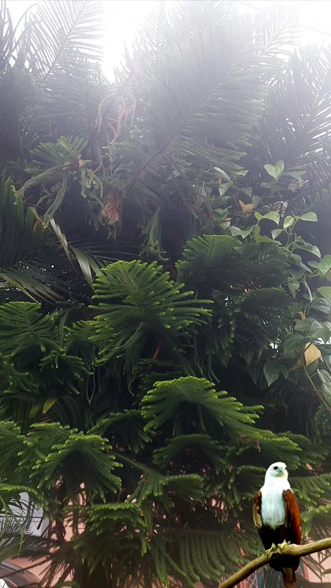 Brahminy Kites under Cookpine Tree, Vertical Stock-Footage 304610844