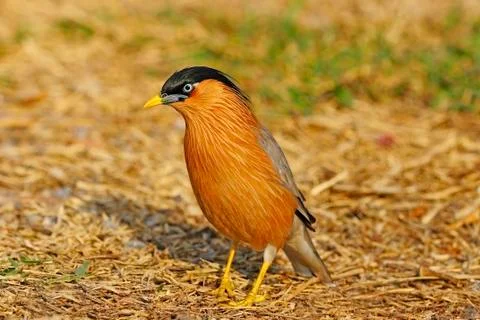 Brahminy starling Stock Photos