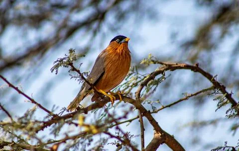 Brahminy Starling Foto stock