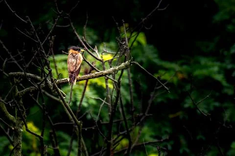 Brahminy Starling Foto stock
