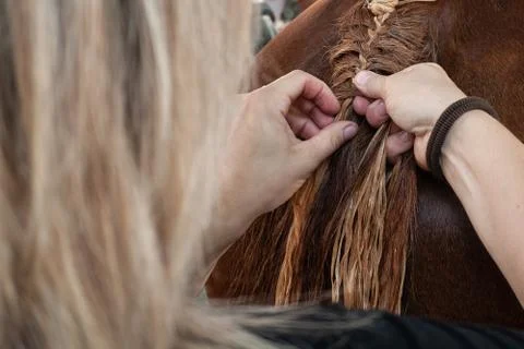 Braid Horse Stock Photos