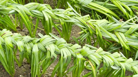 Braided Daffodil Leaves in a Garden Bed Stock Footage 335403156