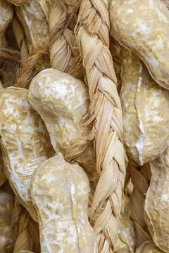 Braided dried peanuts hanging at a rustic farm market symbolizing harvest s.. Stock Photos