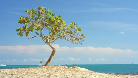 Braided heart and sea grape tree on a sand beach by the ocean. Stock Footage 346728400