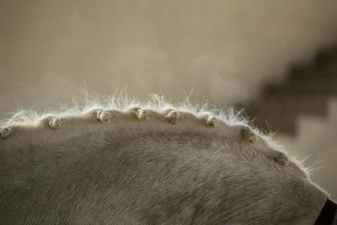 Braided horse's mane Stock Photos