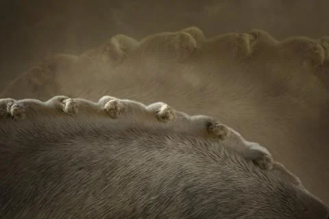 Braided horse's mane Stock Photos