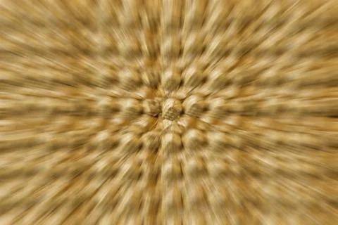 Braided pattern background straw. Birch fiber bacon wicker basket rustic them イラスト素材