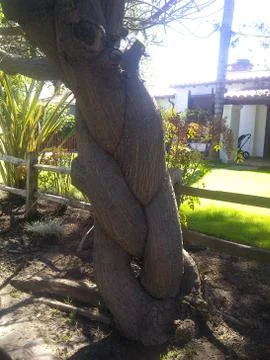 Braided Tree Stock Photos