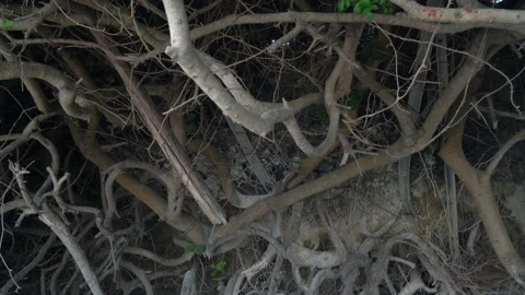 Braided tree roots covered with a thin layer of salt Stock Footage 255734268