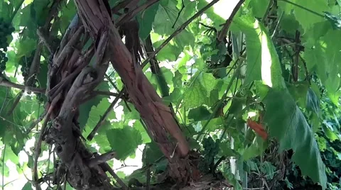Braiding the trunks of the vine Stock Footage 68417043