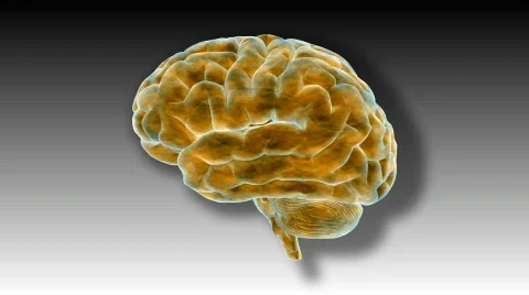 Brain 02 - HD Stock Footage 349462