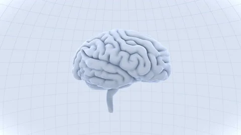 Brain 19 1 A1dW 4k Vídeos de archivo 108135168