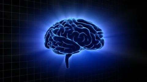 Brain 19 1 A1gB 4k Stock Footage 108138436