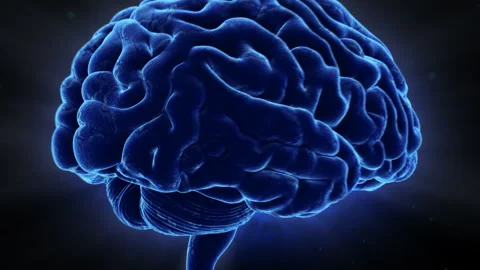 Brain 19 1 D1bB 4k Stock Footage 108533938