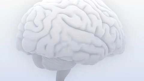 Brain 19 1 D1bS 4k Stock Footage 108533138