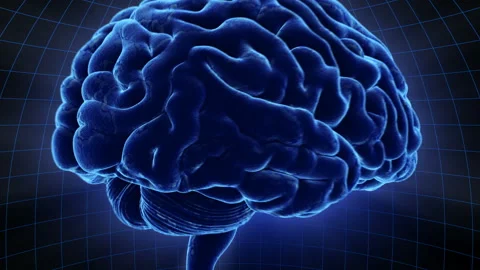 Brain 19 1 D1dB 4k Stock Footage 108534294