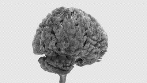 Brain 360 rotation, mapping axons direction and distribution, 4K Loop Stock Footage 147625249
