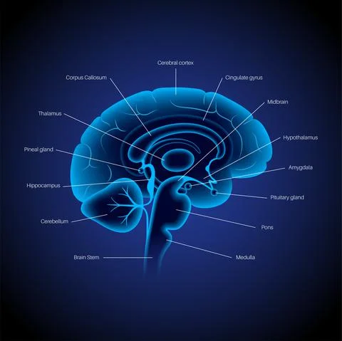 Brain 3D anatomy Stock Illustration