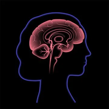 Brain 3D anatomy Stock Illustration