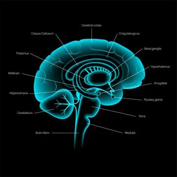 Brain 3D anatomy Stock Illustration