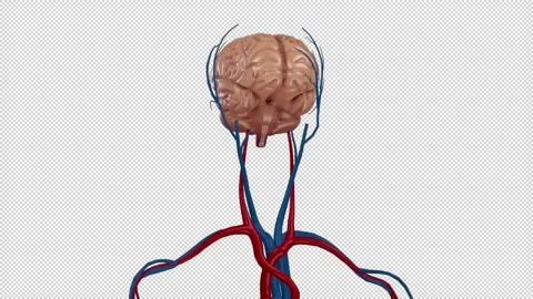 Brain 3D and Cardiovascular system, 360 rotation, transparency on the  alpha cha Vidéo 208935085