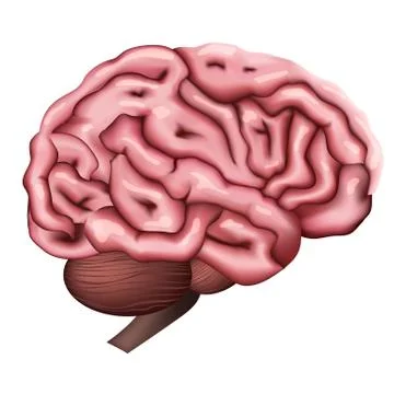 Brain. 3d vector brain anatomical view from the side Stock Illustration