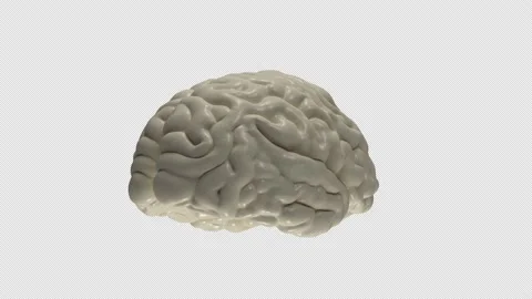 Brain 4K Stock Footage 165522725