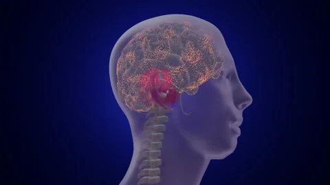 Brain Activity in Skull (with spine) Stock Footage 204163490