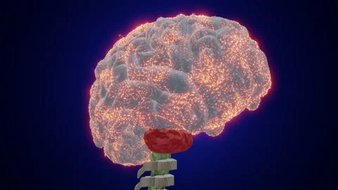 Brain Activity (with spine) Stock Footage 204163602