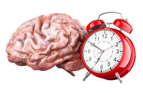 Brain with alarm clock, 3D rendering Stock Illustration