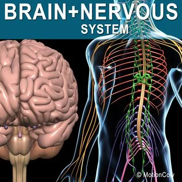 central nervous system brain 3d