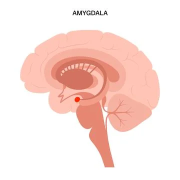 Brain amygdala anatomy Stock Illustration