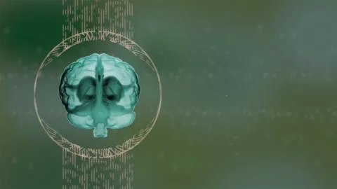 Brain anatomy. 3d render realistic human brain in green shades rotating in a Stock Illustration