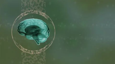 Brain anatomy. 3d render realistic human brain in green shades rotating in a Stock Illustration