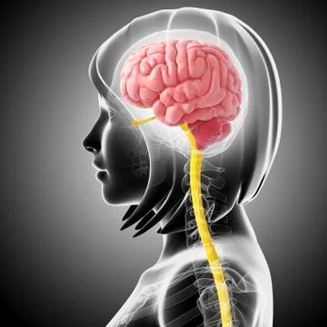 Brain anatomy; artwork Stock Illustration