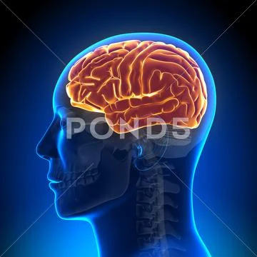 Brain Anatomy - Brain full Stock Photos