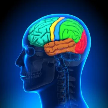 Brain Anatomy - Color Stock-Illustration