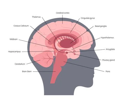 Brain anatomy concept Stock Illustration