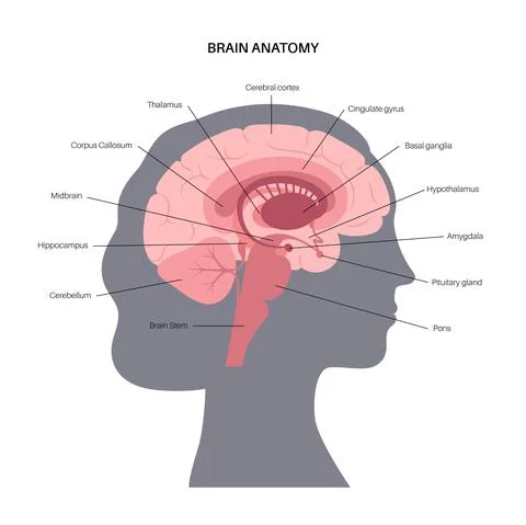 Brain anatomy concept Stock Illustration